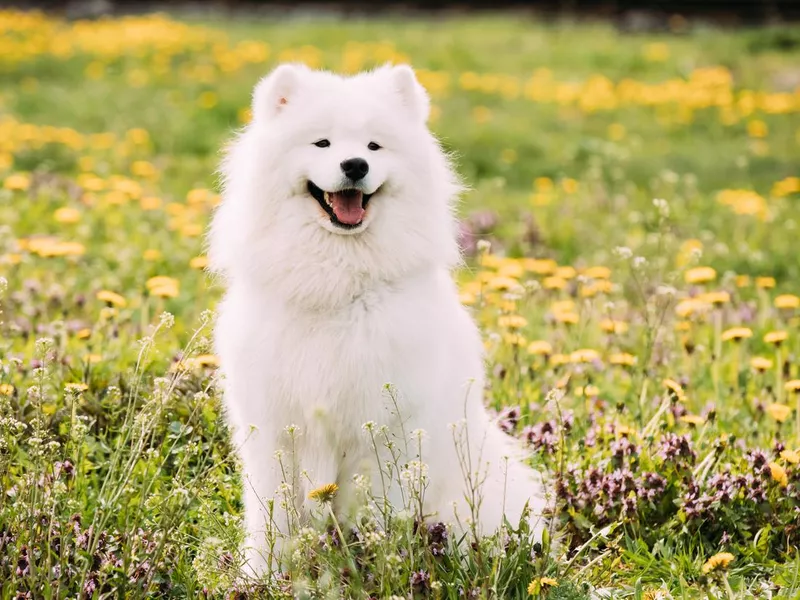 White Samoyed Dog