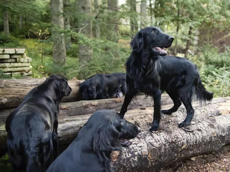 Flat-Coated Retriever