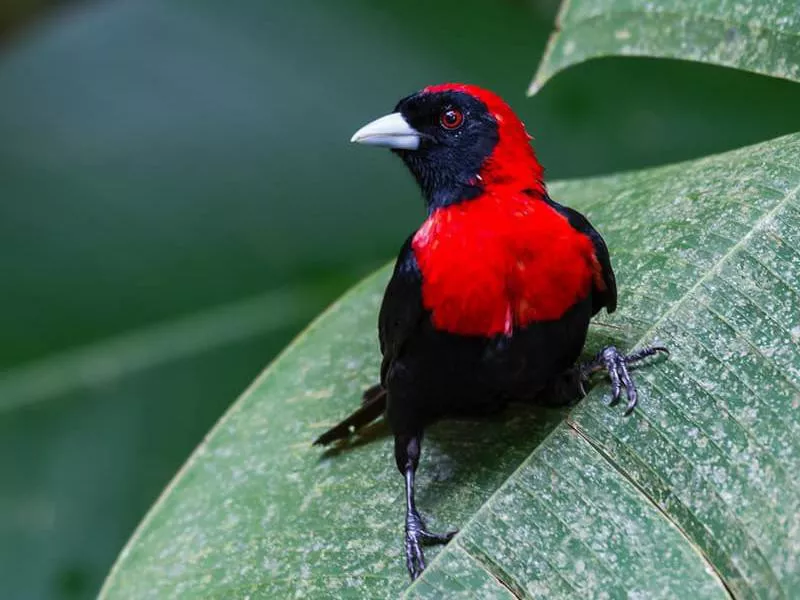 Dave & Dave's Costa Rica Nature Park