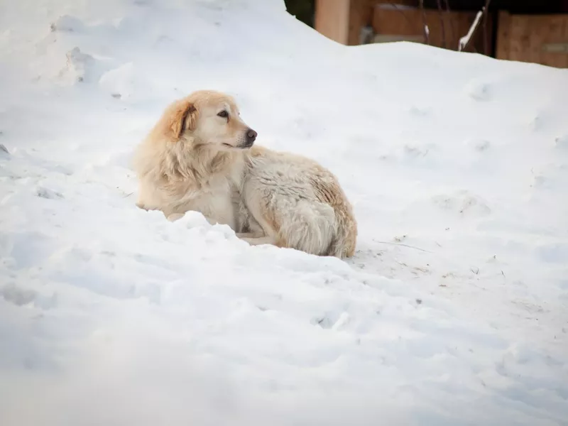 Tatra sheepdog