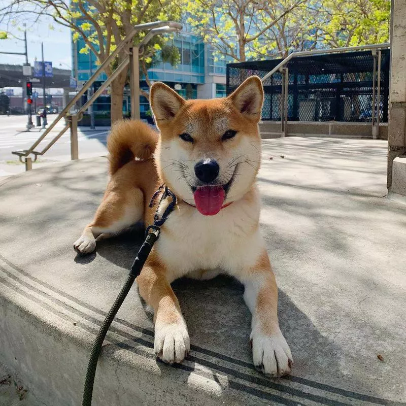 Shibainu with its tongue out