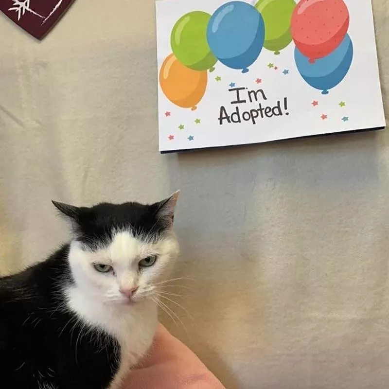 Noel's Adoption Day