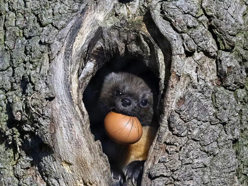 Pine Marten with egg