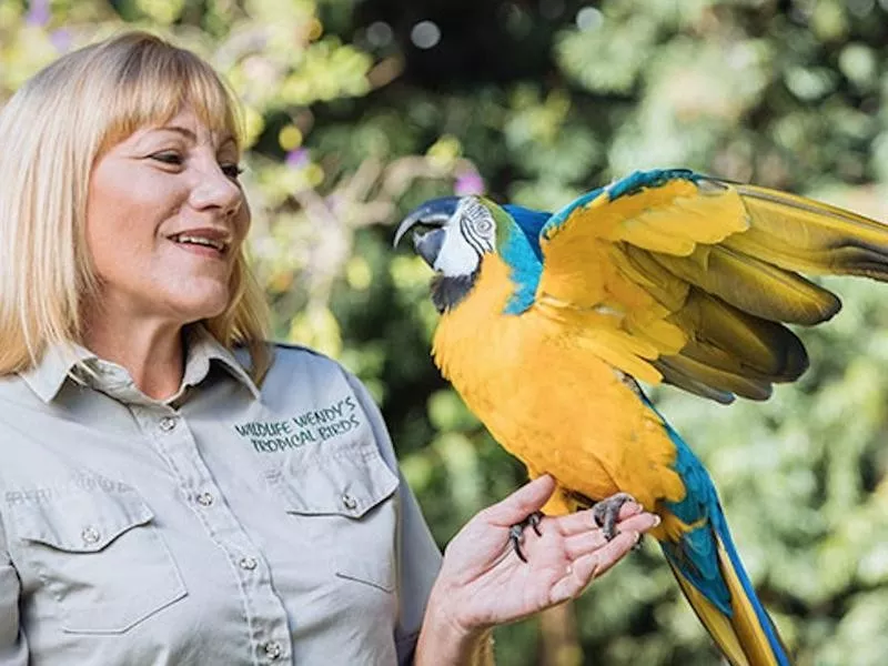 The Most Rings Placed on a Target by a Macaw in 1 Minute