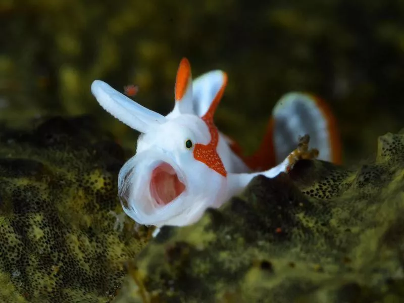 Clown Frogfish