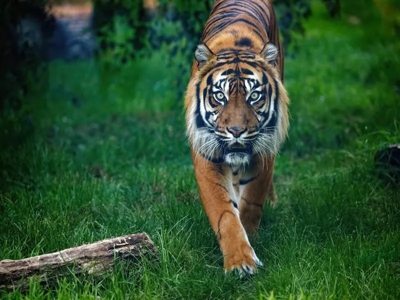 Tiger