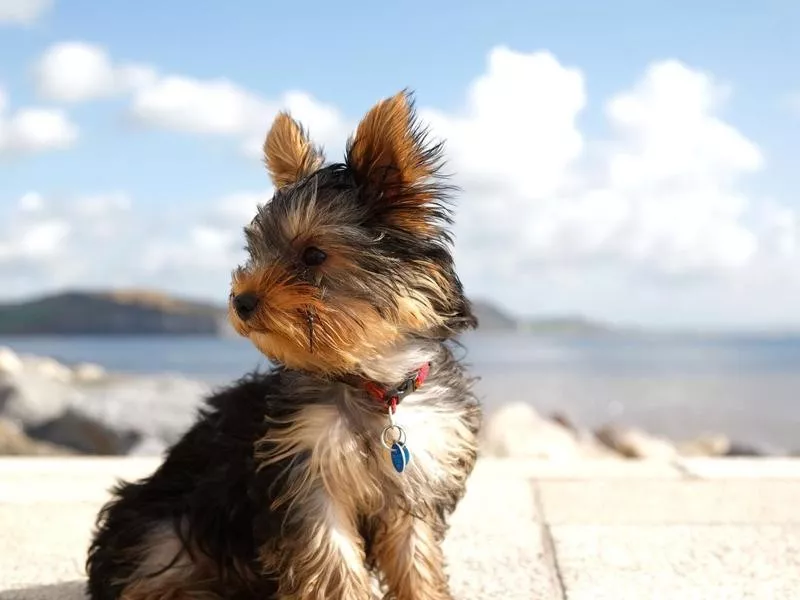 Yorkshire Terrier