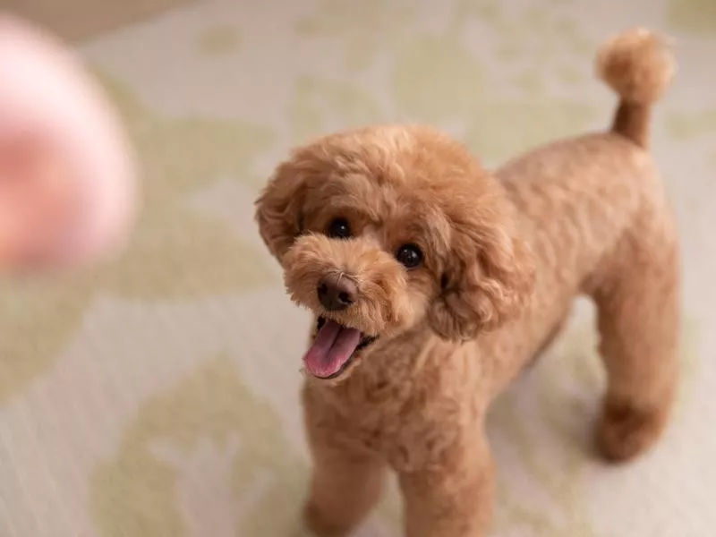 Toy Poodle