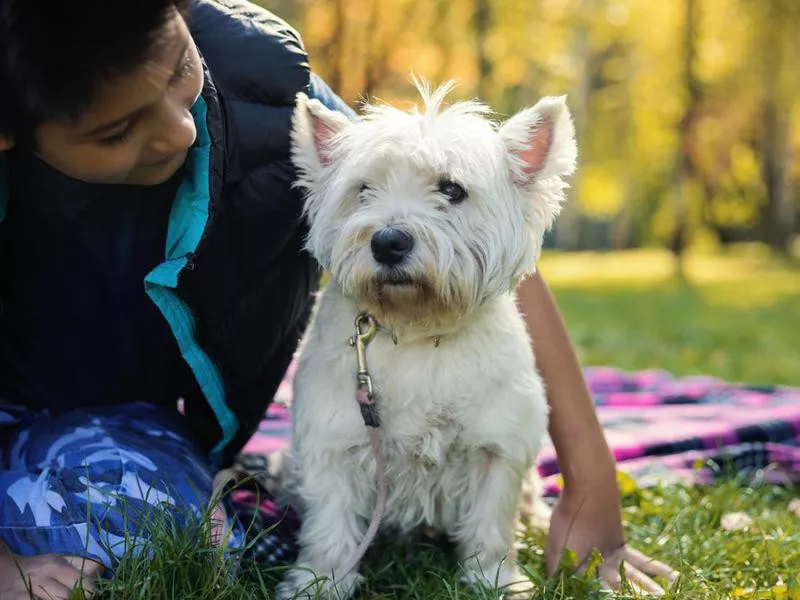 Westie with child