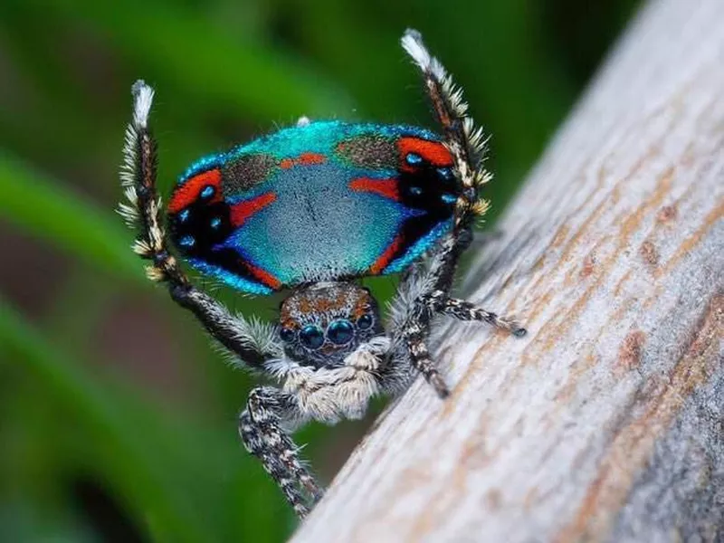 Australian peacock spider