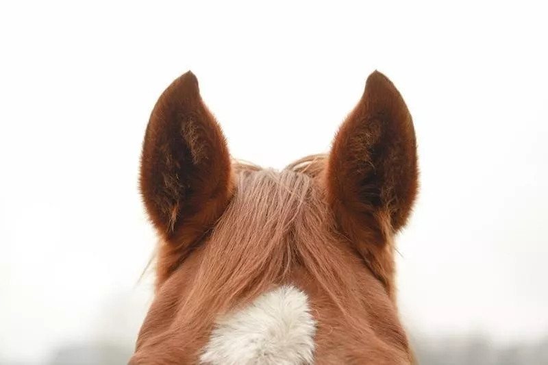 horse ears