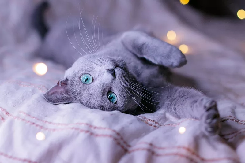 Russian blue cat