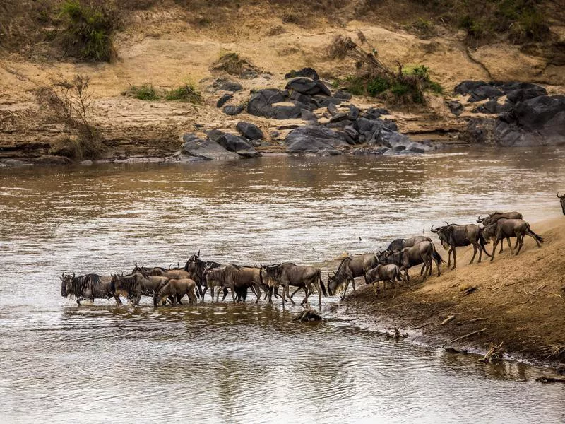 Wildebeests Finding a Flatter Way