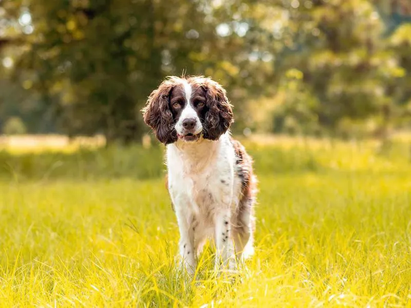 English Springer Spaniel