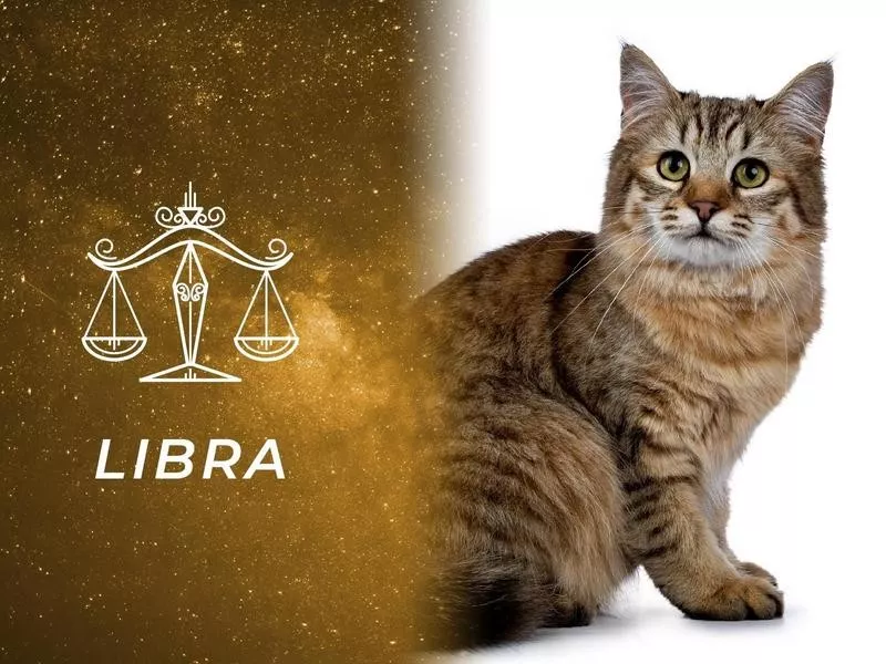 Libra: Pixiebob