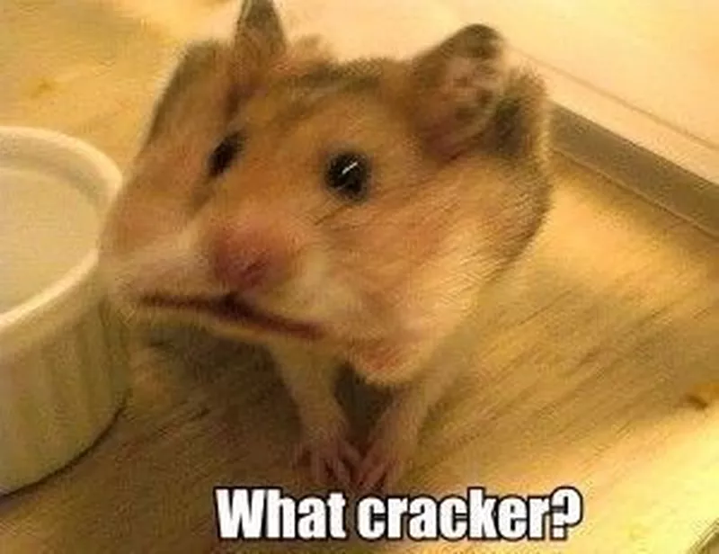 Hamster hiding a cracker in its cheeks