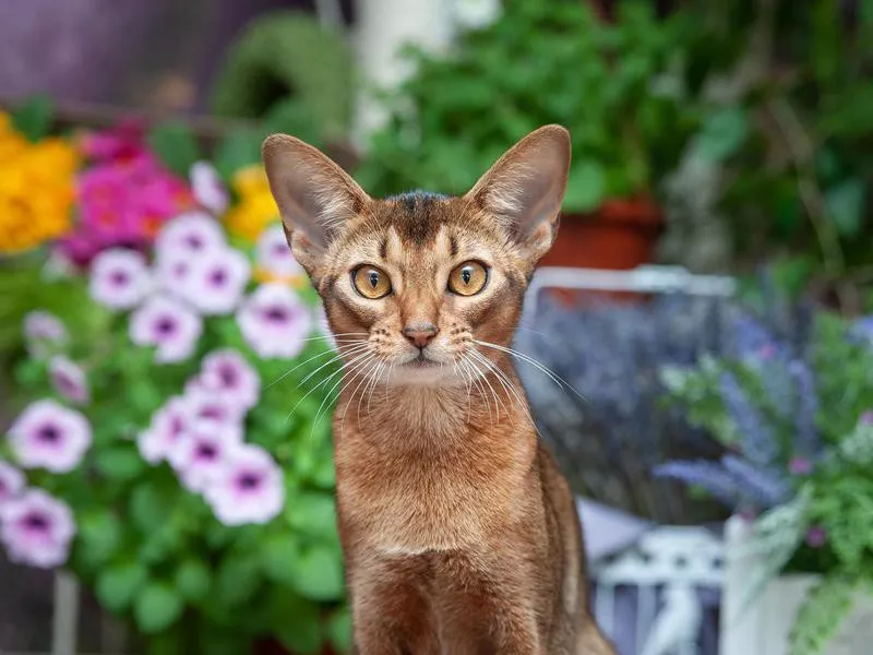 Abyssinian