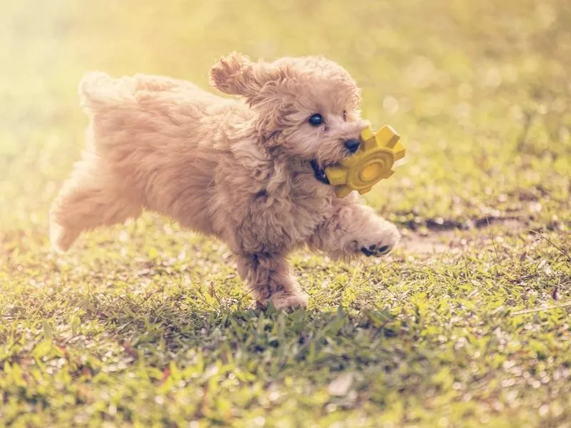 Toy Poodle