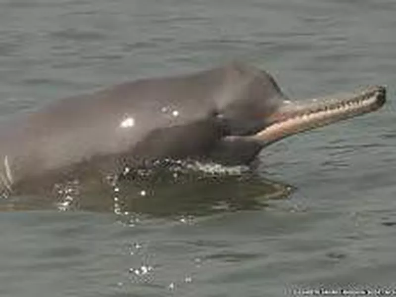 Ganges River Dolphin