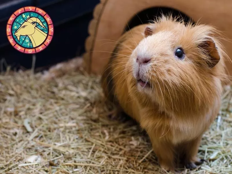 Guinea Pig