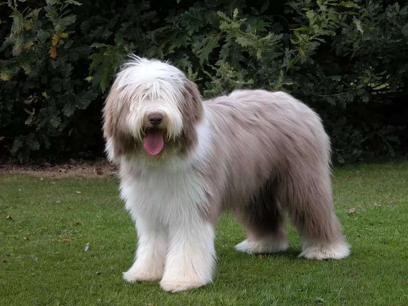 Bearded Collie puppy