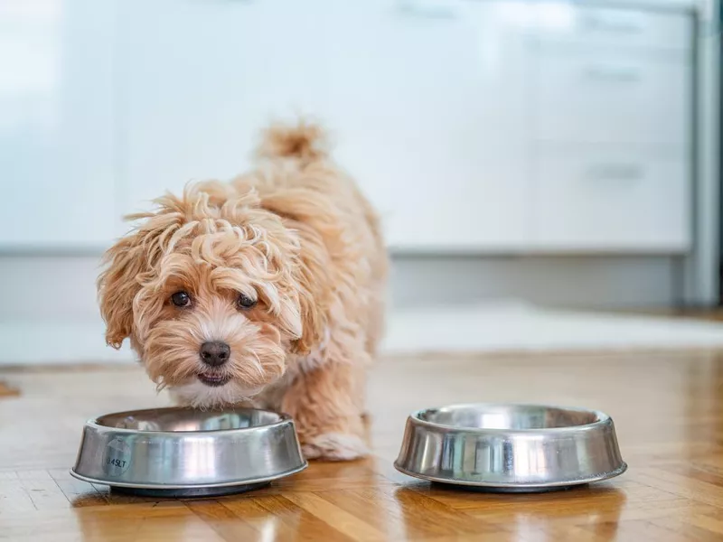 Puppy eating