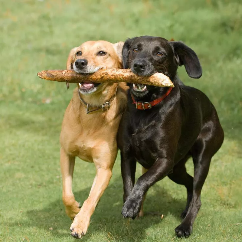 Playing fetch together