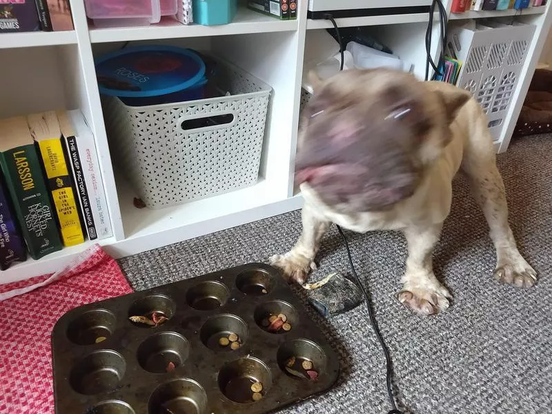 dog eating treats