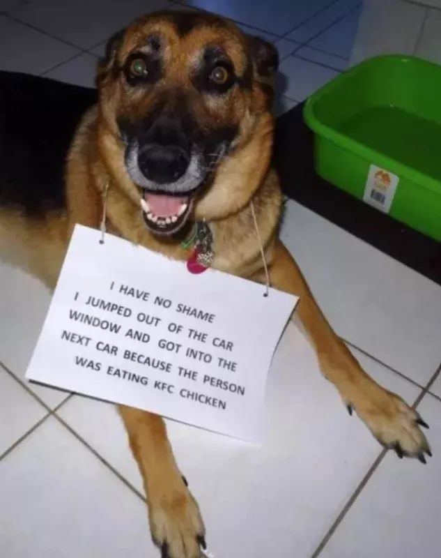 Dog loves KFC