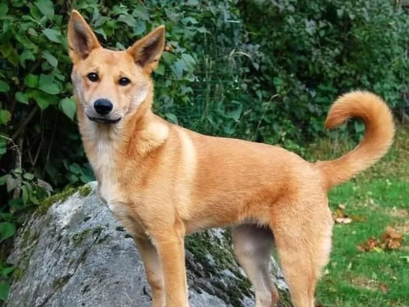 Canaan dog