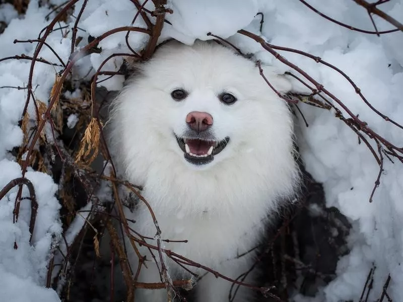 American Eskimo Dog