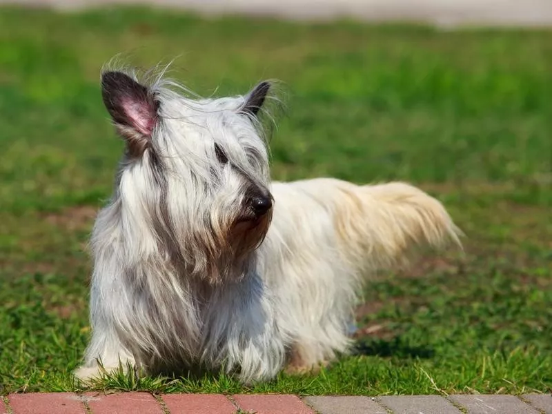 Skye terrier