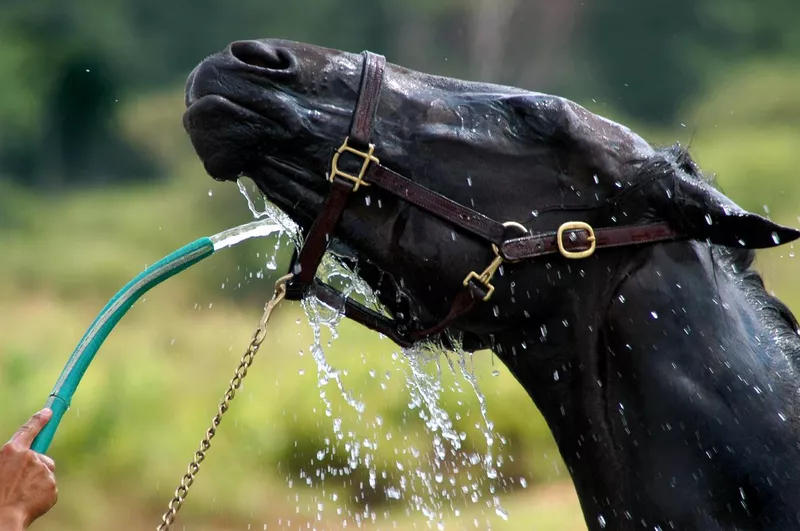 Horse getting a hose wash