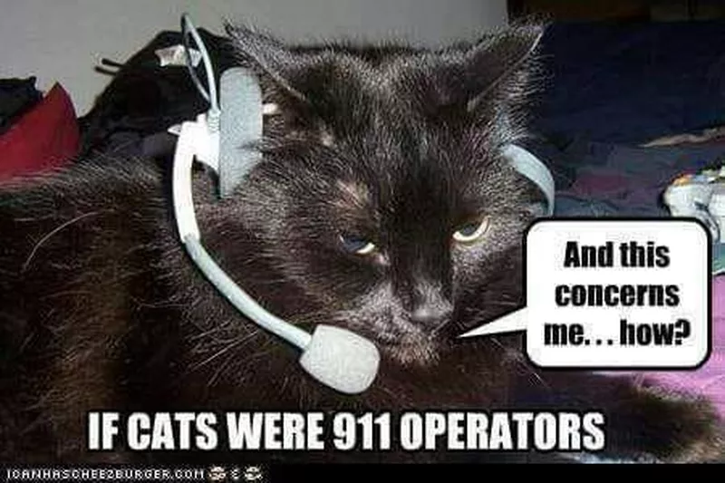 Cat as a 911 operator