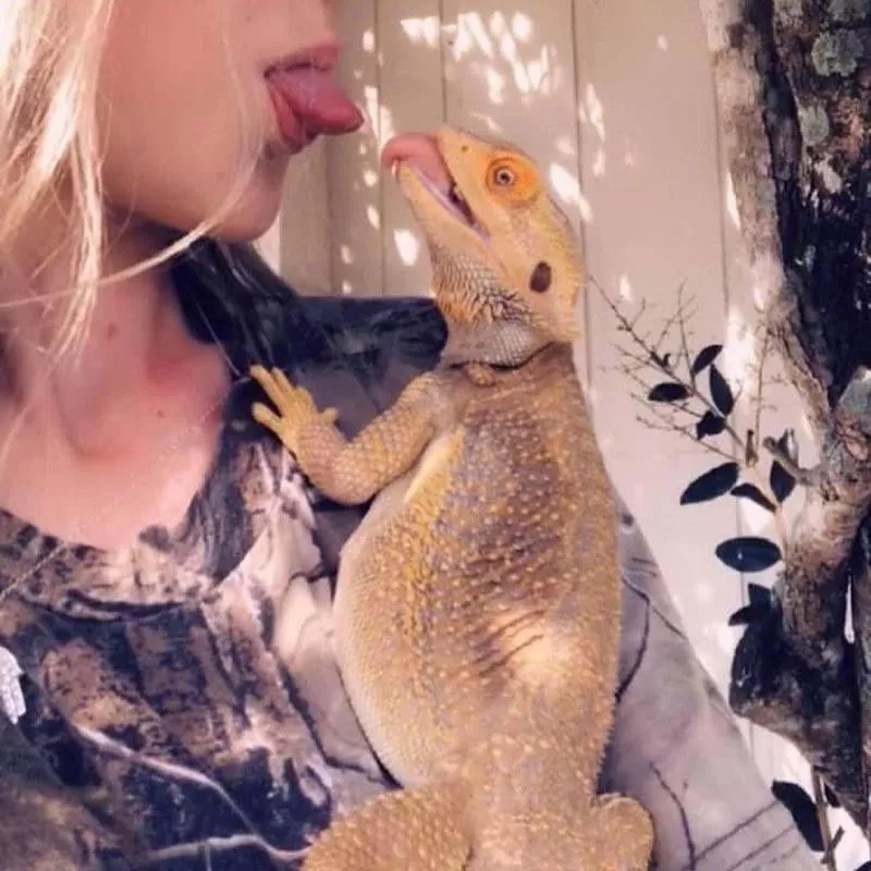 Girl playing with pet iguana