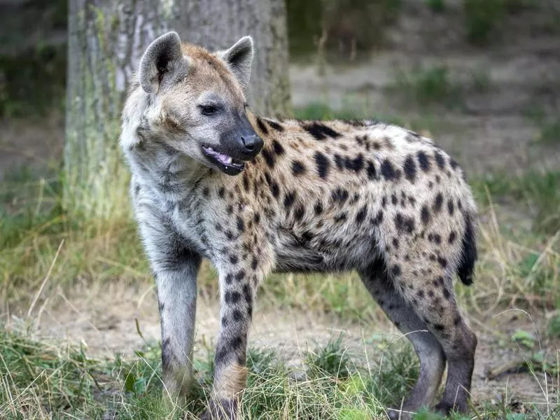 Spotted Hyena