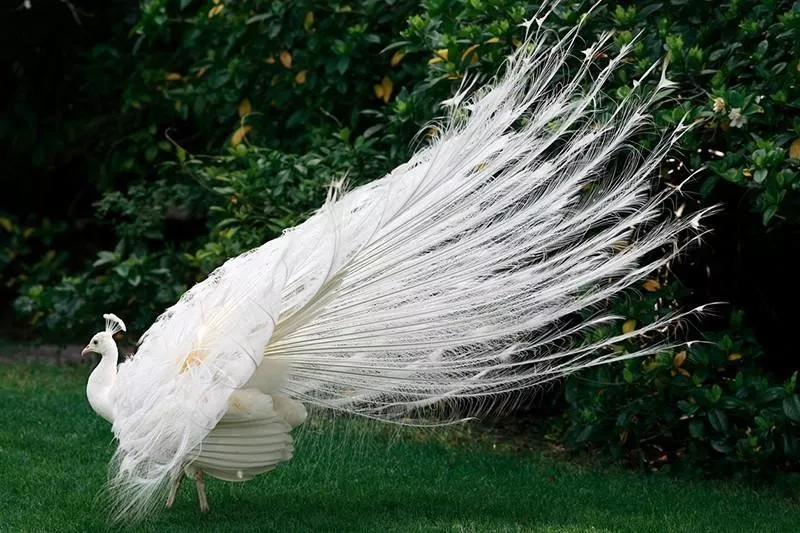 White Peacock