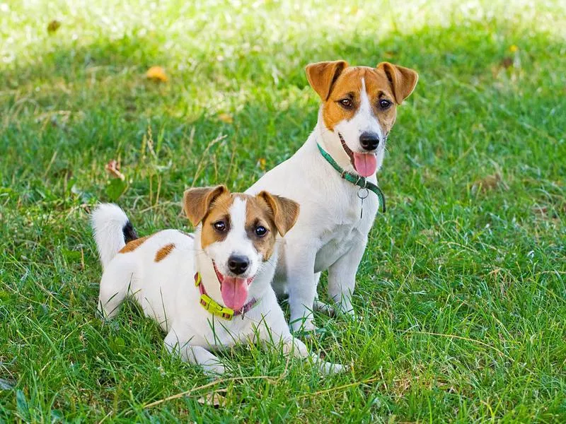 jack russell