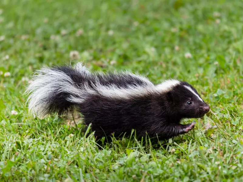 Baby Skunk