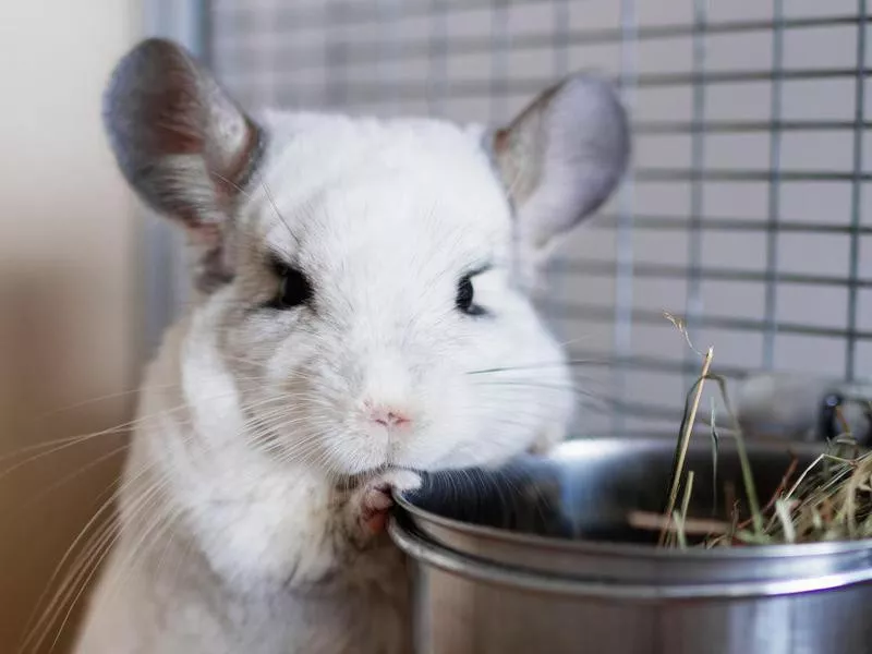 chinchilla