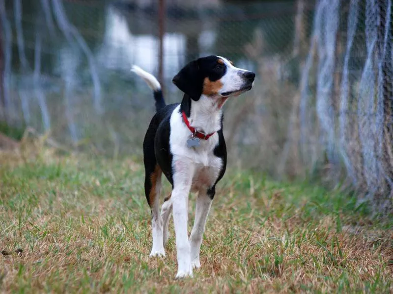 Treeing Walker Coonhound