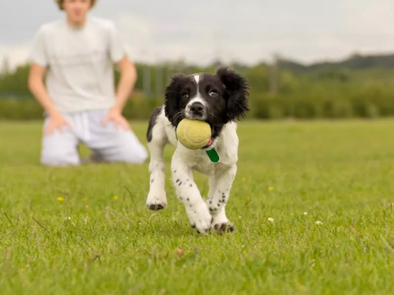 social dogs