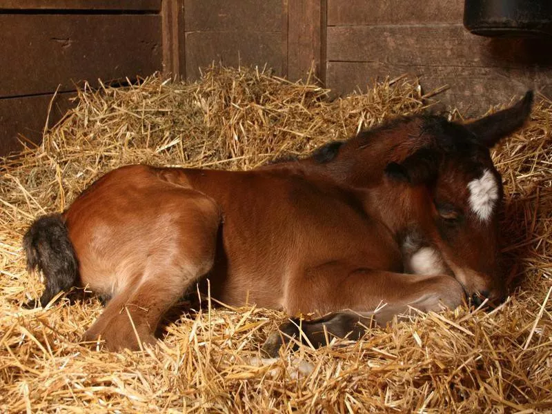 young shire horse