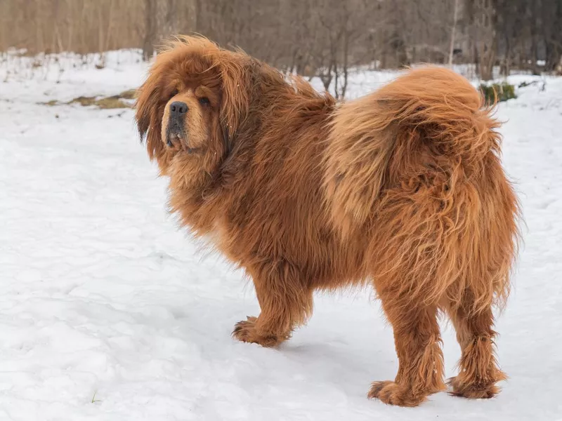 Beautiful large dog breed Tibetan Mastiff, standing in the snow