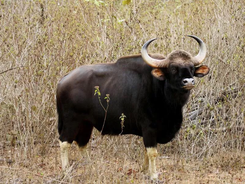 Gaur