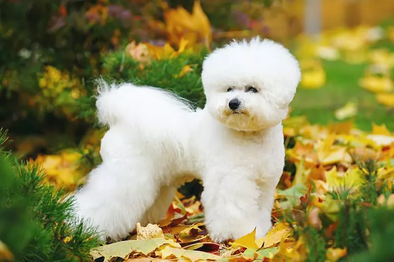 Bichon Frise