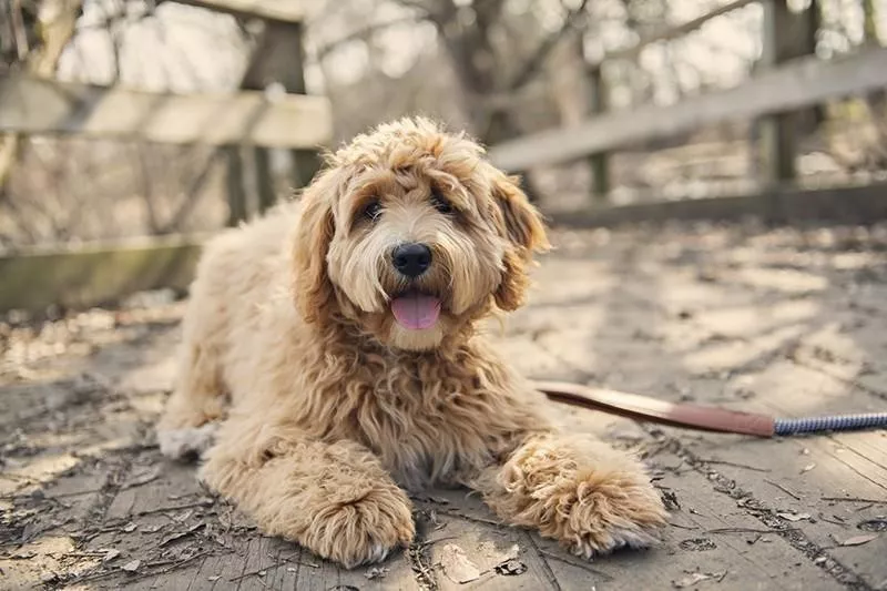 Goldendoodle