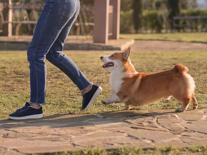 Welsh Corgi