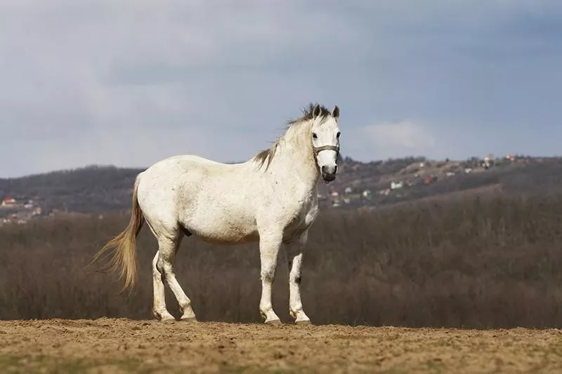 Lipizzaners