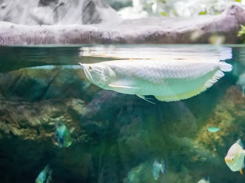 Large, white Arowana fish